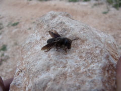 Megachile parietina