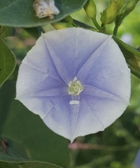 Jacquemontia pringlei