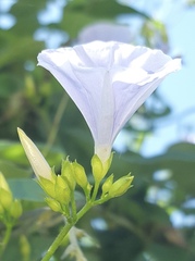 Jacquemontia pringlei