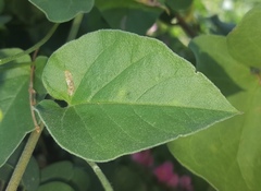 Jacquemontia pringlei