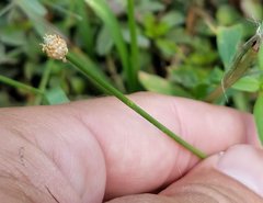 Eleocharis geniculata