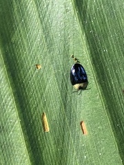 Imatidium thoracicum