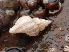 Urosalpinx cinerea image