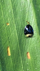 Imatidium thoracicum