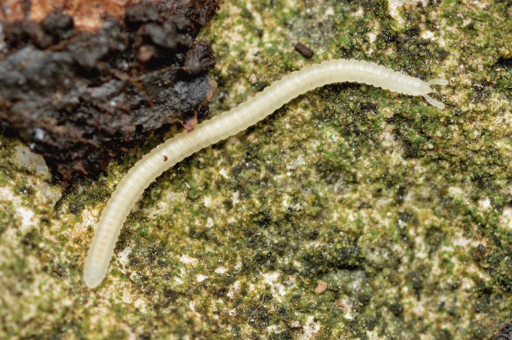 Siphonophora