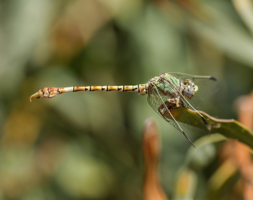 Common Hooktail