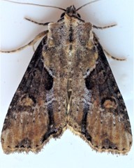 Lateroligia ophiogramma