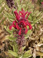 Lobelia tupa