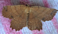 Euchlaena johnsonaria