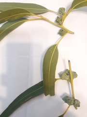 Eucalyptus globulus pseudoglobulus