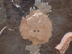 Einhornia crustulenta