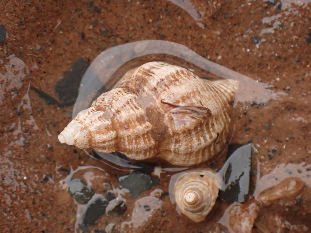 Eastern Oyster Drill from Kings, Nova Scotia, Canada on March 18, 2021