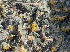 Acmispon argophyllus argophyllus