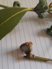 Eucalyptus globulus pseudoglobulus
