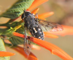 Poeciloderas quadripunctatus