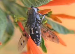 Poeciloderas quadripunctatus