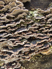 Fungi