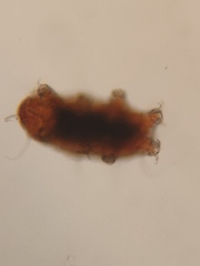 Heterotardigrada