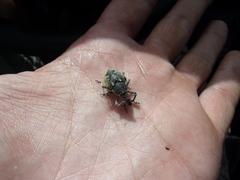 Larinus onopordi