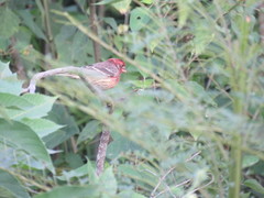 Haemorhous mexicanus