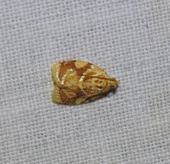 Adoxophyes templana