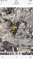 Phaeochlaena lampra