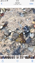 Phaeochlaena lampra