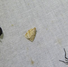 Adoxophyes templana