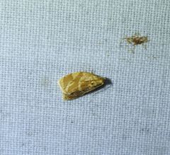 Adoxophyes templana
