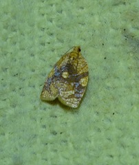 Adoxophyes templana