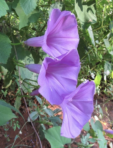 Ipomoea pedicellaris