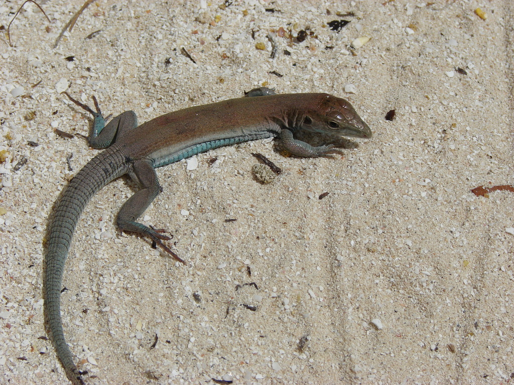 Rodeck's Whiptail