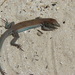 Rodeck's Whiptail - Photo (c) Anibal Díaz de la Vega, some rights reserved (CC BY-NC), uploaded by Anibal Díaz de la Vega