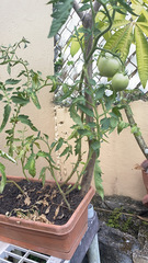 Solanum lycopersicum lycopersicum