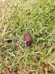 Heterogomphus bourcieri