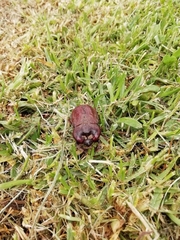 Heterogomphus bourcieri