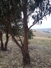 Eucalyptus globulus pseudoglobulus