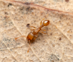 Tetramorium simillimum