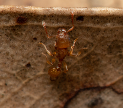 Tetramorium simillimum