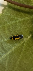 Ptosima gibbicollis