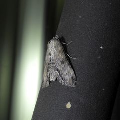 Aegilia describens
