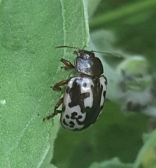 Calligrapha intermedia