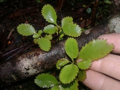 Ascarina lucida lucida