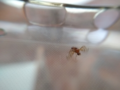 Xenopterella obliqua