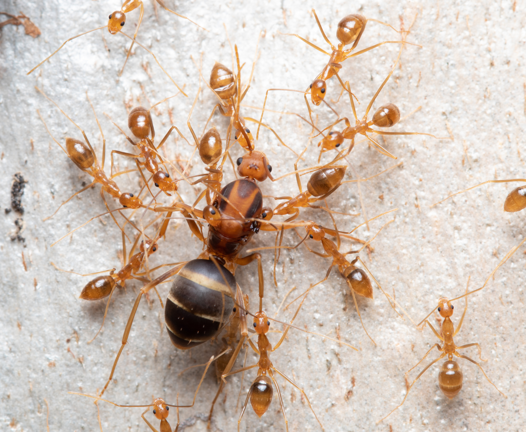 Yellow crazy ant - Wikipedia