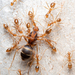 Yellow Crazy Ant - Photo (c) Nigel Main, some rights reserved (CC BY), uploaded by Nigel Main