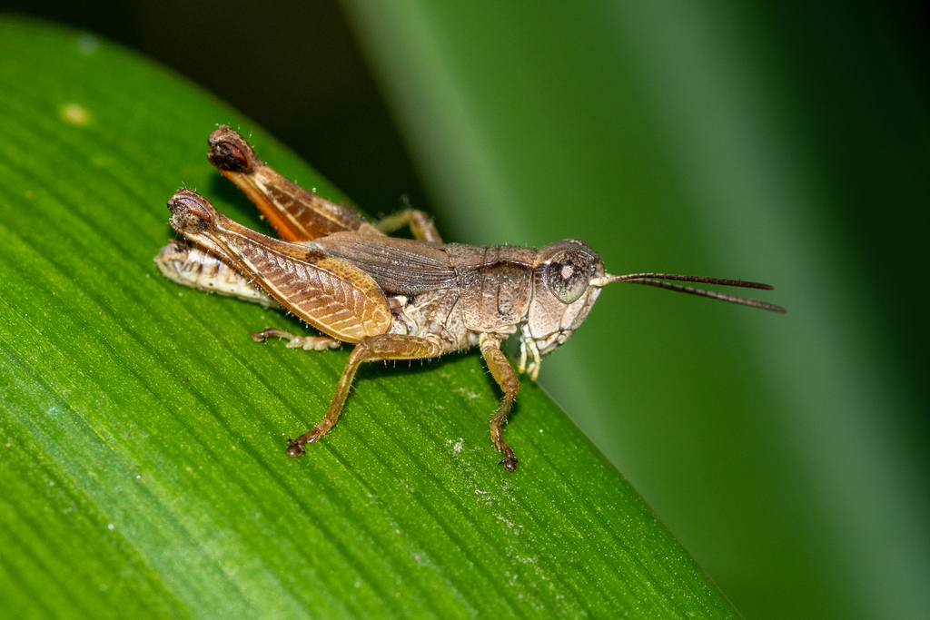 Wingless Grasshopper from Adelaide SA, Australia on March 18, 2021 at ...