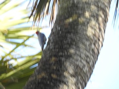 Melanerpes carolinus image