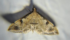 Blepharomastix ranalis