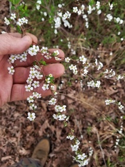 Spiraea cantoniensis